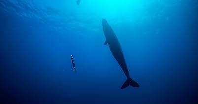PARAMOUNT MOVIES — Freediver